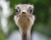 emu bird starring