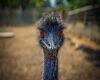 emu face closeup