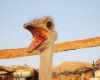 emu mouth open