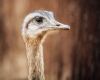 emu single bird closeup
