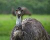 emu smiling