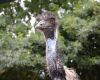 emu wild nature bird