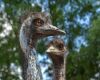 two emu birds closeup