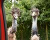 two emu birds closeup in day