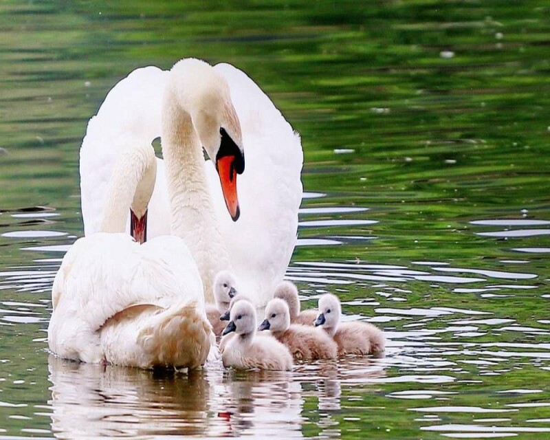 Where Do Swans Live? Countries, Habitat, & More Fun Facts!
