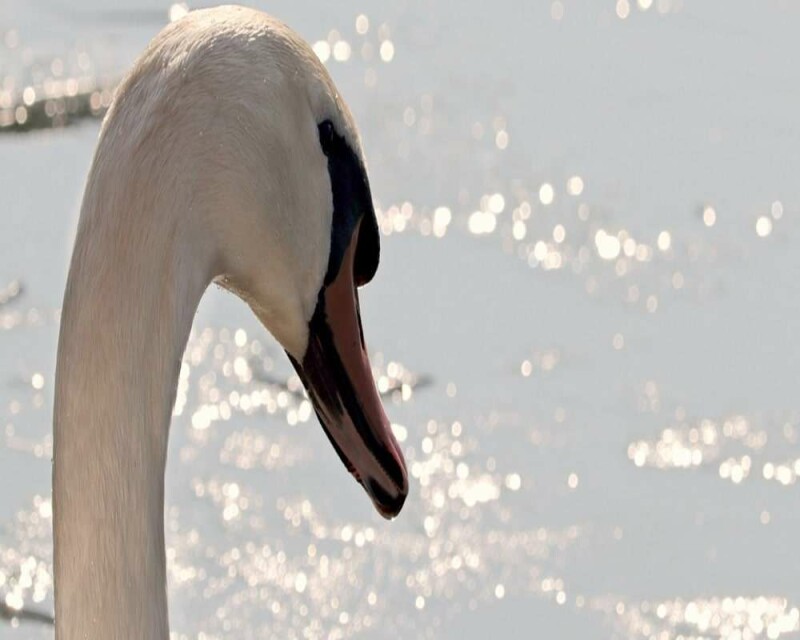 Where Do Swans Live? Countries, Habitat, & More Fun Facts!