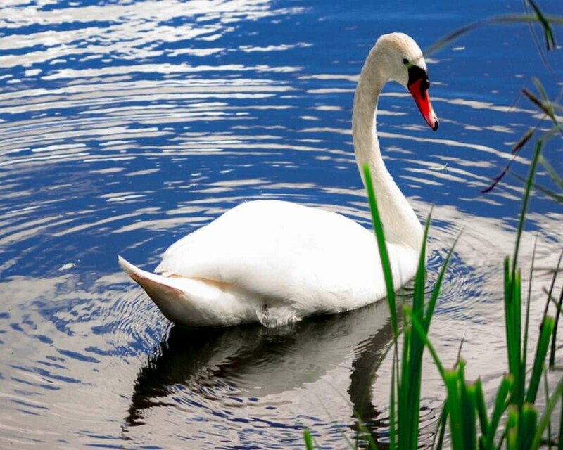 Where Do Swans Live? Countries, Habitat, & More Fun Facts!