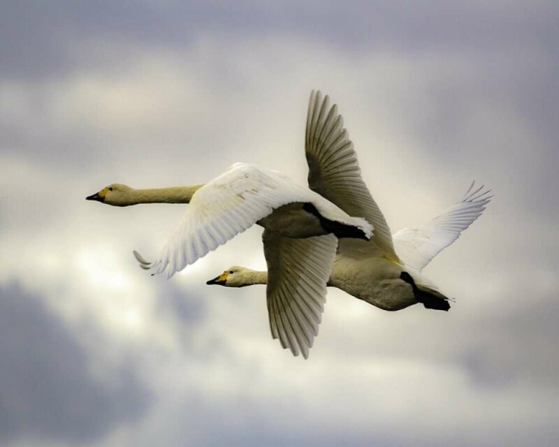 Where Do Swans Live? Countries, Habitat, & More Fun Facts!