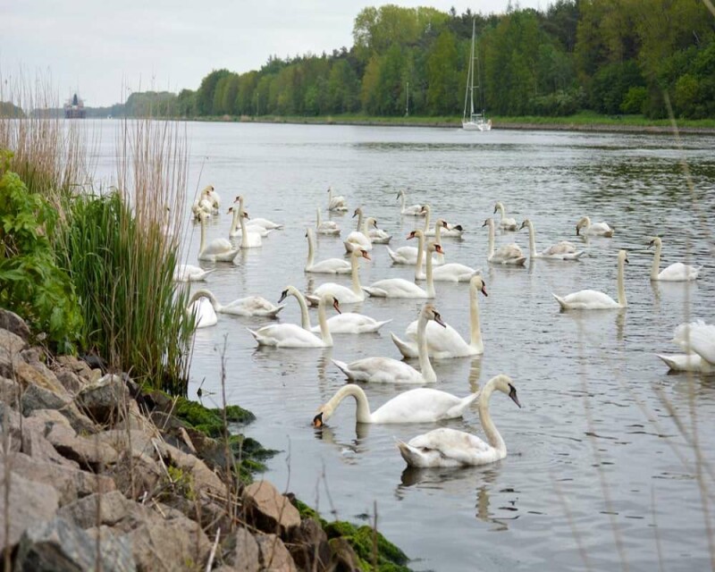 Where Do Swans Live? Countries, Habitat, & More Fun Facts!