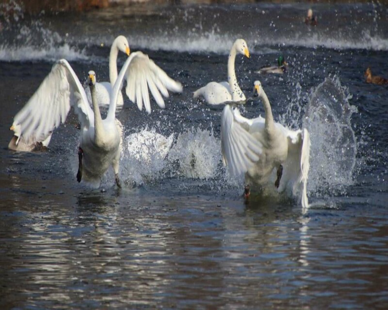 Where Do Swans Live? Countries, Habitat, & More Fun Facts!