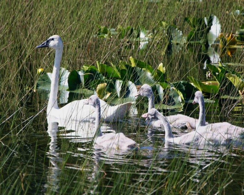 Where Do Swans Live? Countries, Habitat, & More Fun Facts!