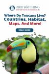 Where Do Toucans Live? Countries, Habitat, Maps, And More! Thumbnail