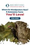 Where Do Woodpeckers Nest? 9 Awesome Facts You'll Love! Thumbnail