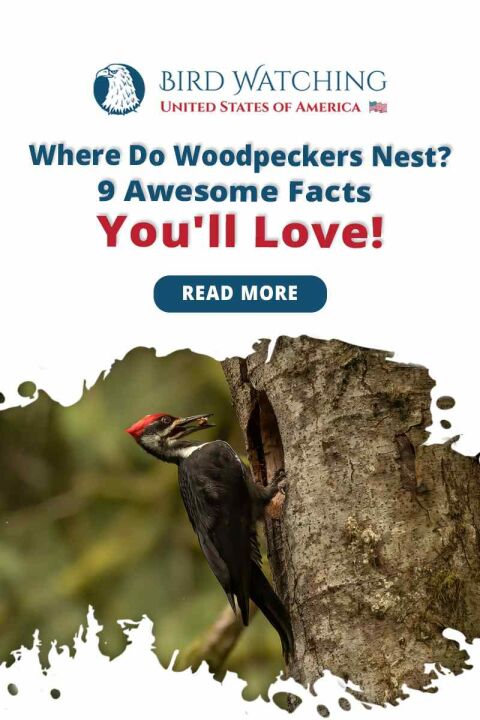 Where Do Woodpeckers Nest? 9 Awesome Facts You'll Love!