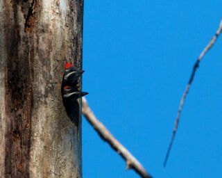 Where Do Woodpeckers Nest? 9 Awesome Facts You'll Love!