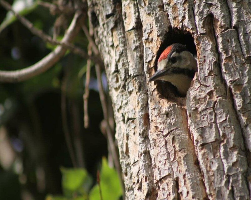 Where Do Woodpeckers Nest? 9 Awesome Facts You'll Love!