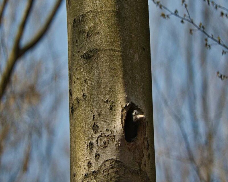 Where Do Woodpeckers Nest? 9 Awesome Facts You'll Love!