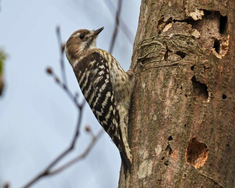 Where Do Woodpeckers Nest? 9 Awesome Facts You'll Love!
