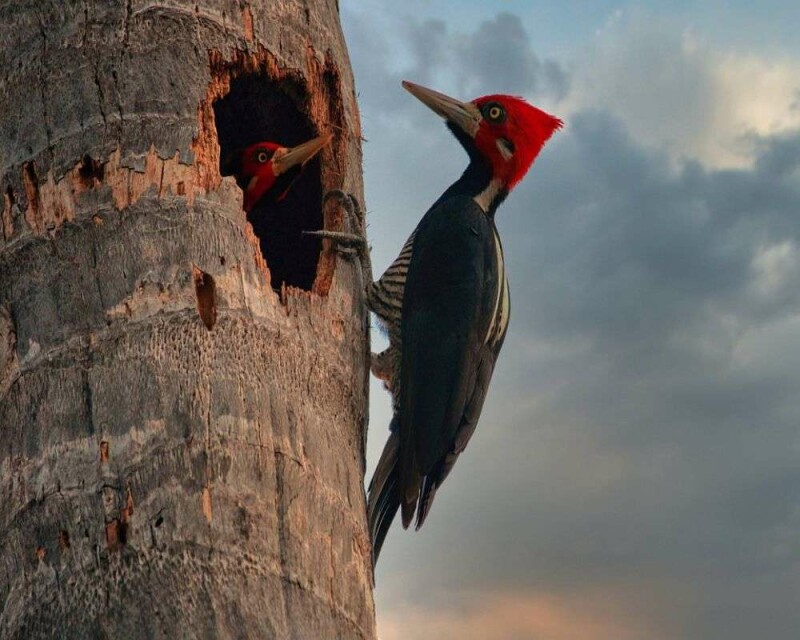 Where Do Woodpeckers Nest? 9 Awesome Facts You'll Love!
