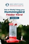 Sun or Shade? Somewhere In Between? Hang Your Hummingbird Feeder for Best Results! Thumbnail