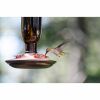 beautiful hummingbird feeding