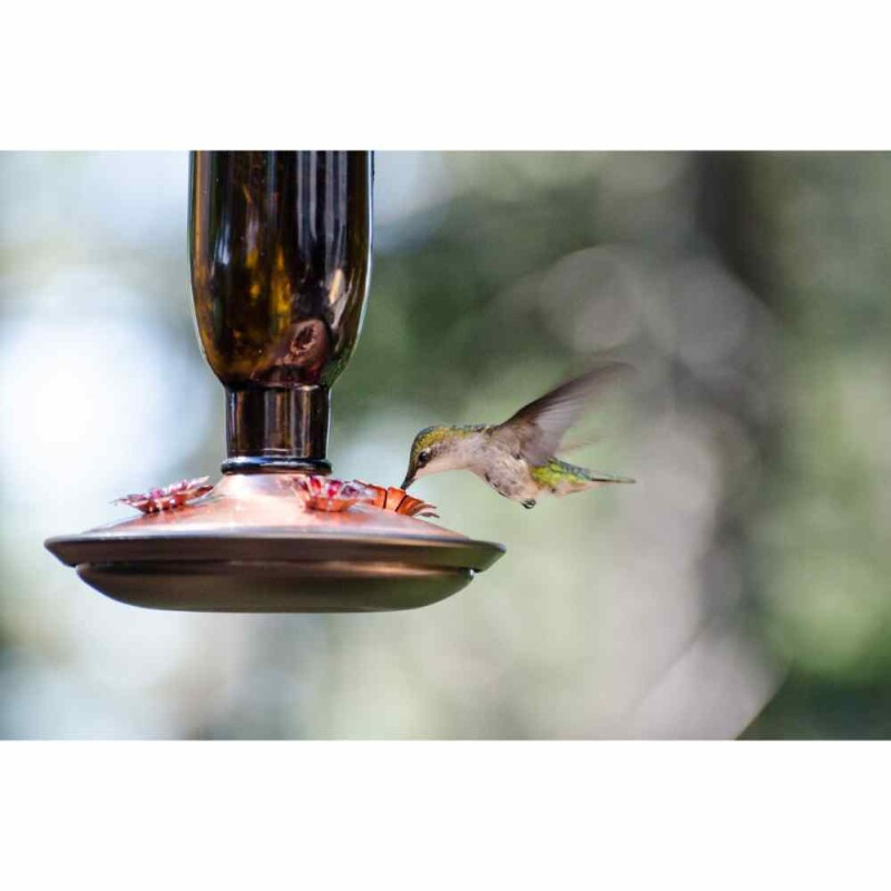 Sun or Shade? Somewhere In Between? Hang Your Hummingbird Feeder for