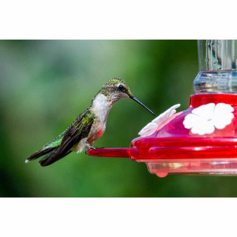 Sun or Shade? Somewhere In Between? Hang Your Hummingbird Feeder for