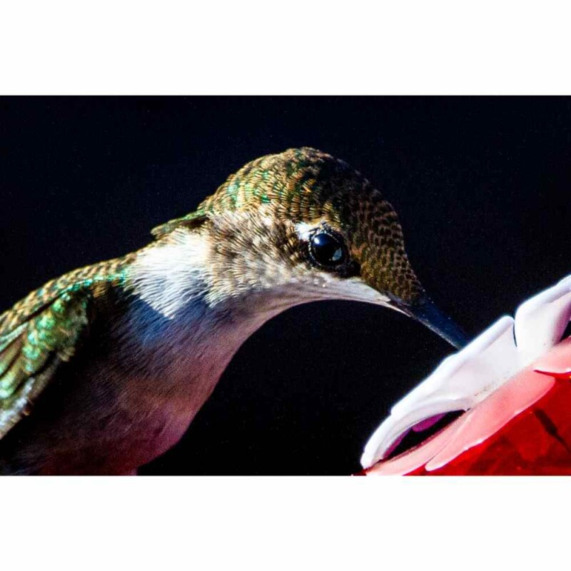 Sun or Shade? Somewhere In Between? Hang Your Hummingbird Feeder for