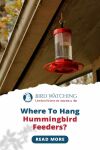 Where to Hang Hummingbird Feeder? Follow This for Better Results Thumbnail