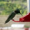 hummingbird feeding