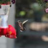 hummingbird in air