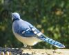 an adult blue jay