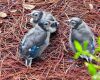 baby blue jays