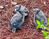 baby blue jays