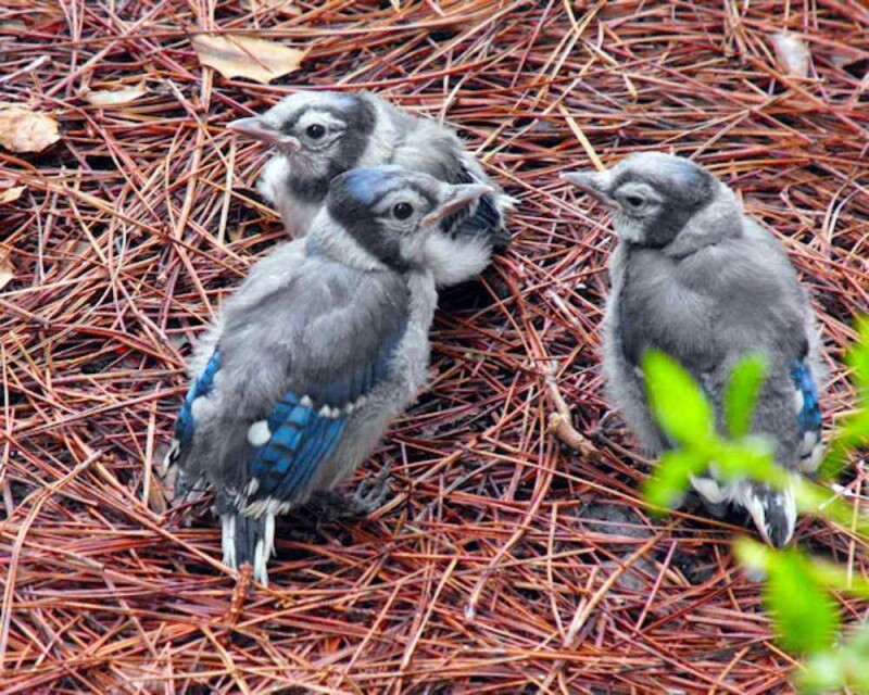Why Are Blue Jays Blue? Their Cells Hide a Little Secret