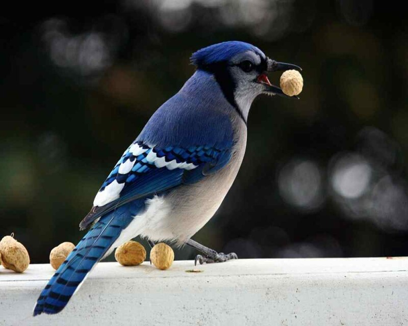 Why Are Blue Jays Blue? Their Cells Hide a Little Secret