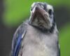 baby blue fledglings