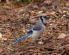 blue jay on ground