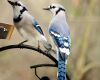 a blue jay pair