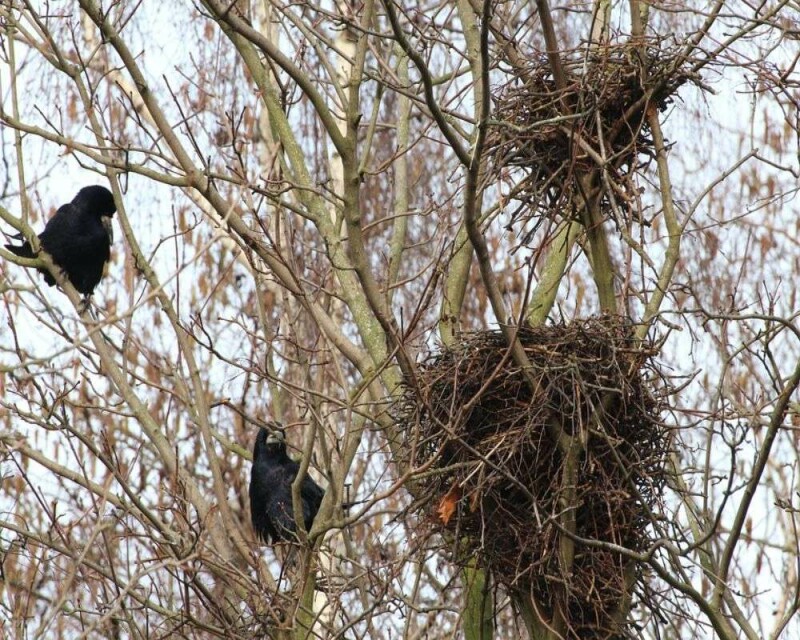 Why Do Crows Chase Eagles Or Hawks? Ultimate Nest Protection!