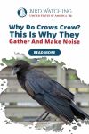 Why Do Crows Crow? This Is Why They Gather and Make Noise Thumbnail