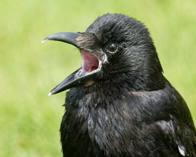 Why Do Crows Crow? This Is Why They Gather and Make Noise