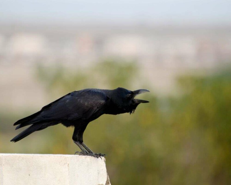 Why Do Crows Crow? This Is Why They Gather and Make Noise