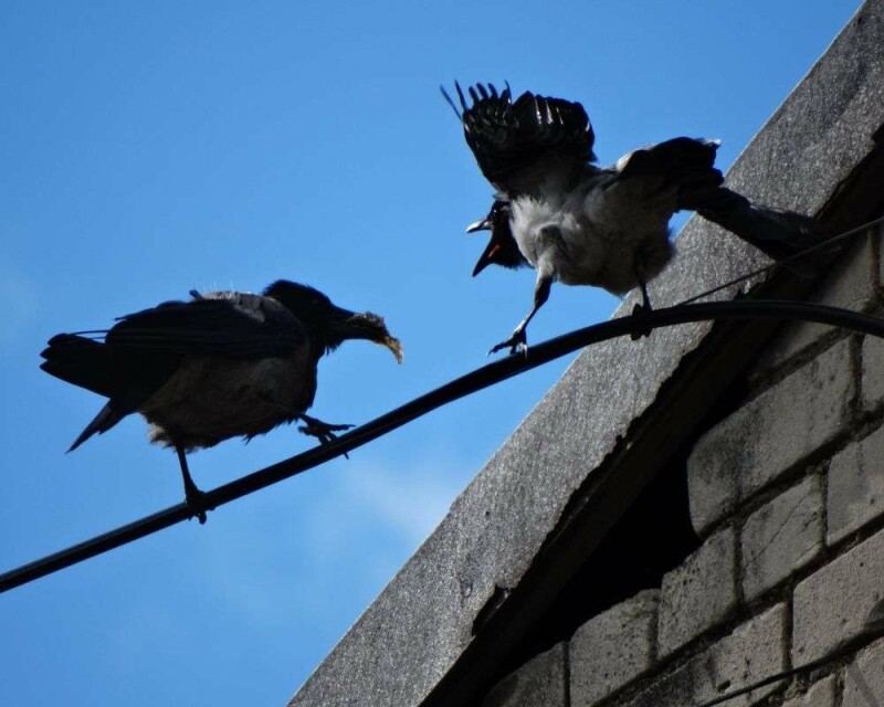Why Do Crows Crow? This Is Why They Gather and Make Noise