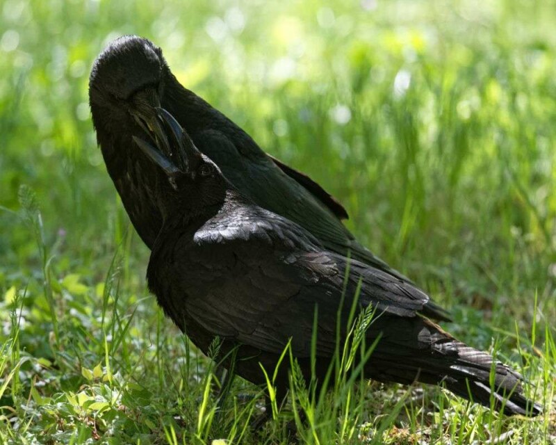 Why Do Crows Crow? This Is Why They Gather and Make Noise