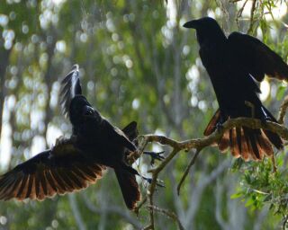 Why Do Crows Crow? This Is Why They Gather and Make Noise
