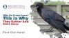 Why Do Crows Crow? This Is Why They Gather and Make Noise Thumbnail