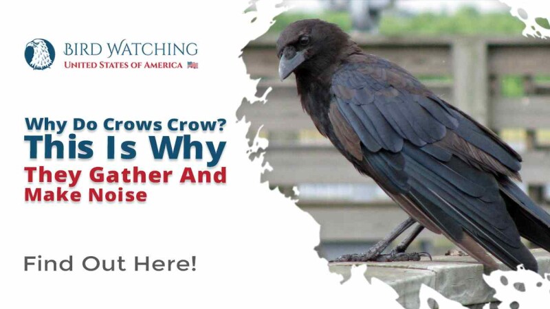 Why Do Crows Crow? This Is Why They Gather and Make Noise