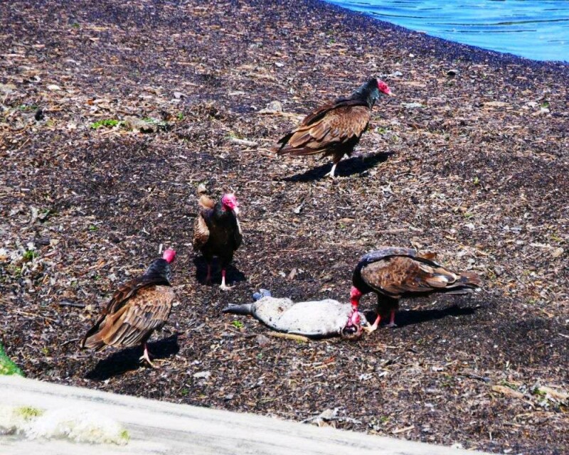 Why Do Vultures Circle in The Sky? Safety First!