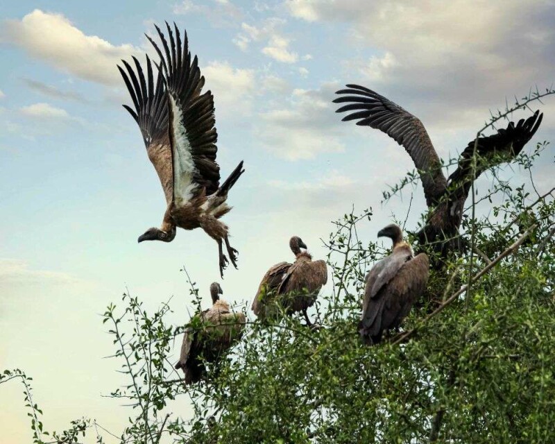 Why Do Vultures Circle in The Sky? Safety First!